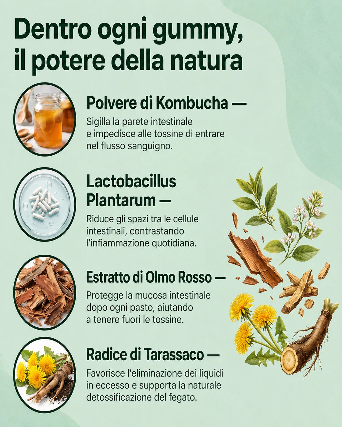 Gummies al Kombucha con Probiotici per il Benessere Digestivo